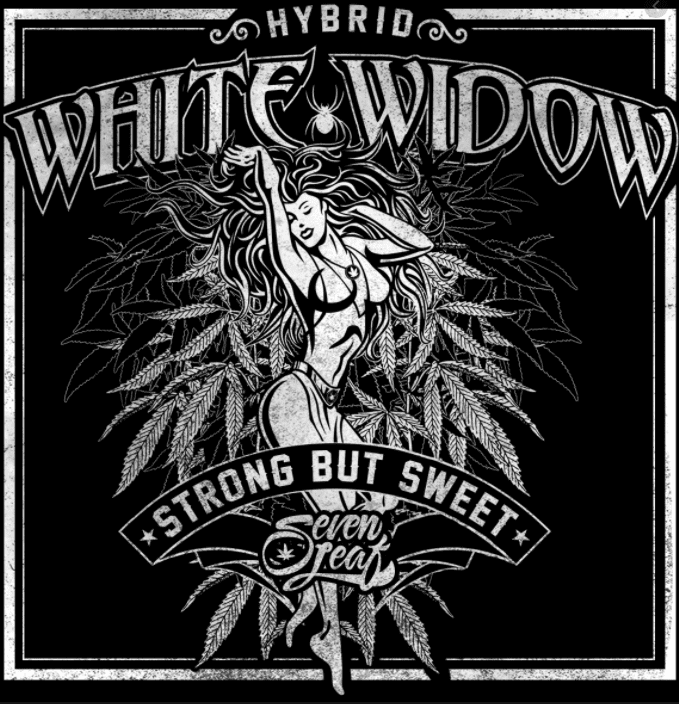 White Window (Ww)